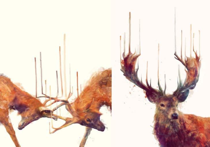 Illustrations "Stags//Strong" and "Red Deer//Stag" by Amy Hamilton