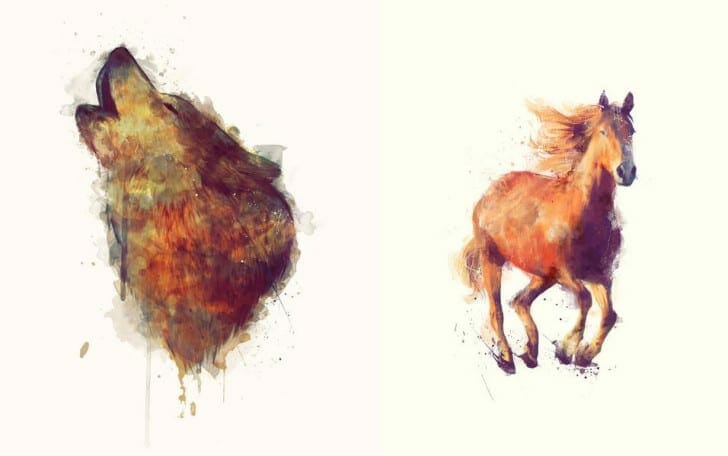 Wolf & Horse // Boundless by Amy Hamilton