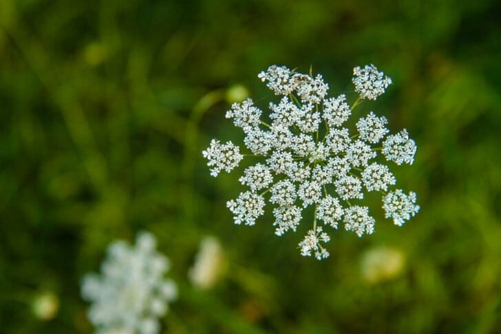 Queen Anne's Lace - photo by Casey Collings