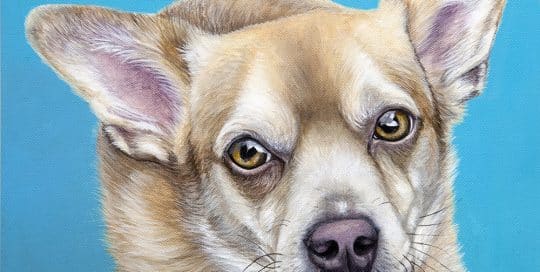 Custom dog painting of a corgi chihuahua mix by fine arts painter Erica Eriksdotter, specializing in custom pet portraits