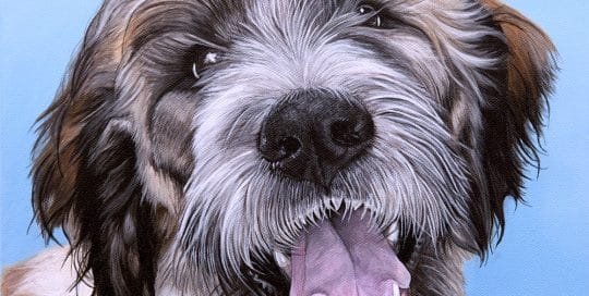 Custom dog portrait of a Saint Berdoodle dog by fine arts painter Erica Eriksdotter