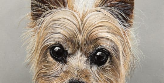 Custom dog portrait of a yorkshire terrier dog by fine arts painter Erica Eriksdotter