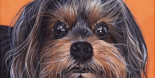 Custom dog portrait of a yorkshire terrier by artist Erica Eriksdotter