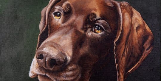 Custom dog portrait of a german shorthair pointer by artist Erica Eriksdotter